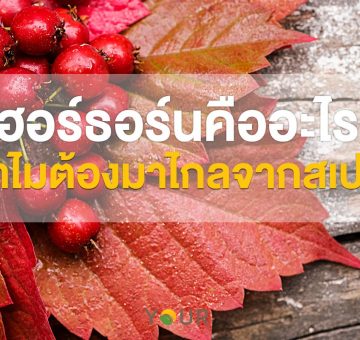 ฮอร์ธอร์น