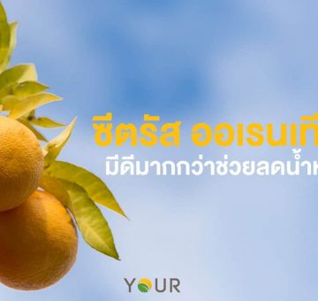 ซีตรัส ออเรนเทียม