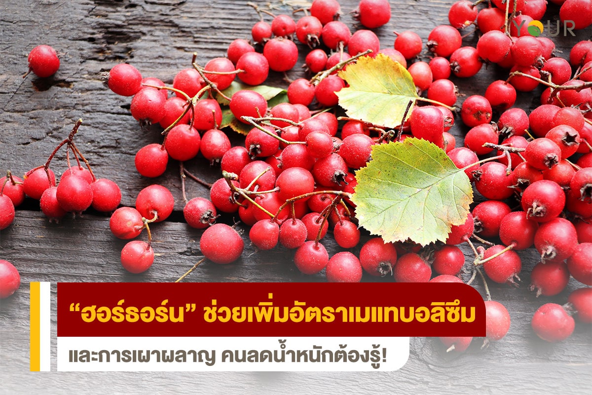เมแทบอลิซึม