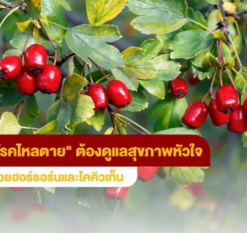 โรคไหลตาย