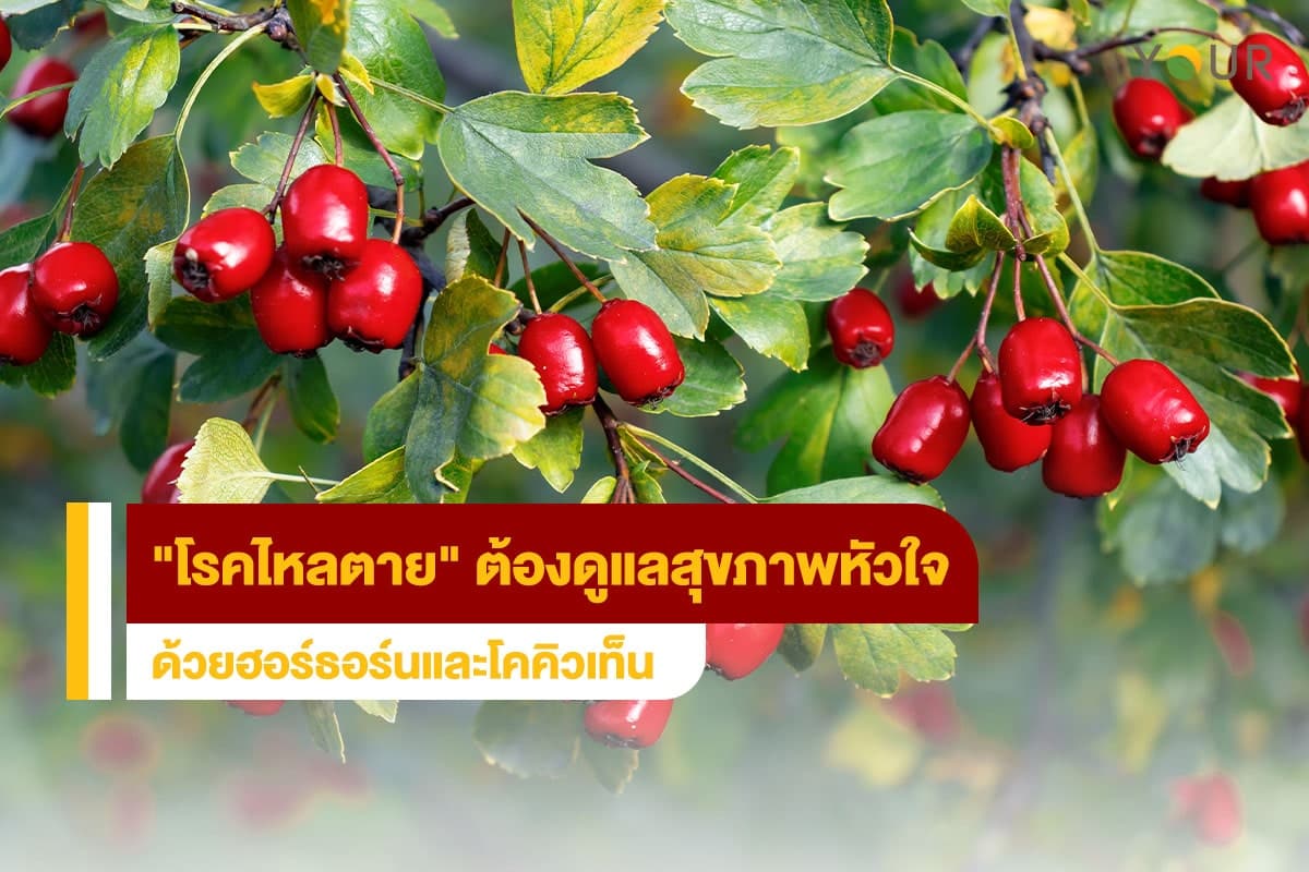 โรคไหลตาย