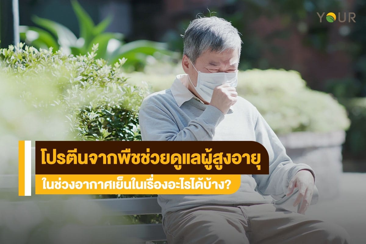 โปรตีนจากพืช