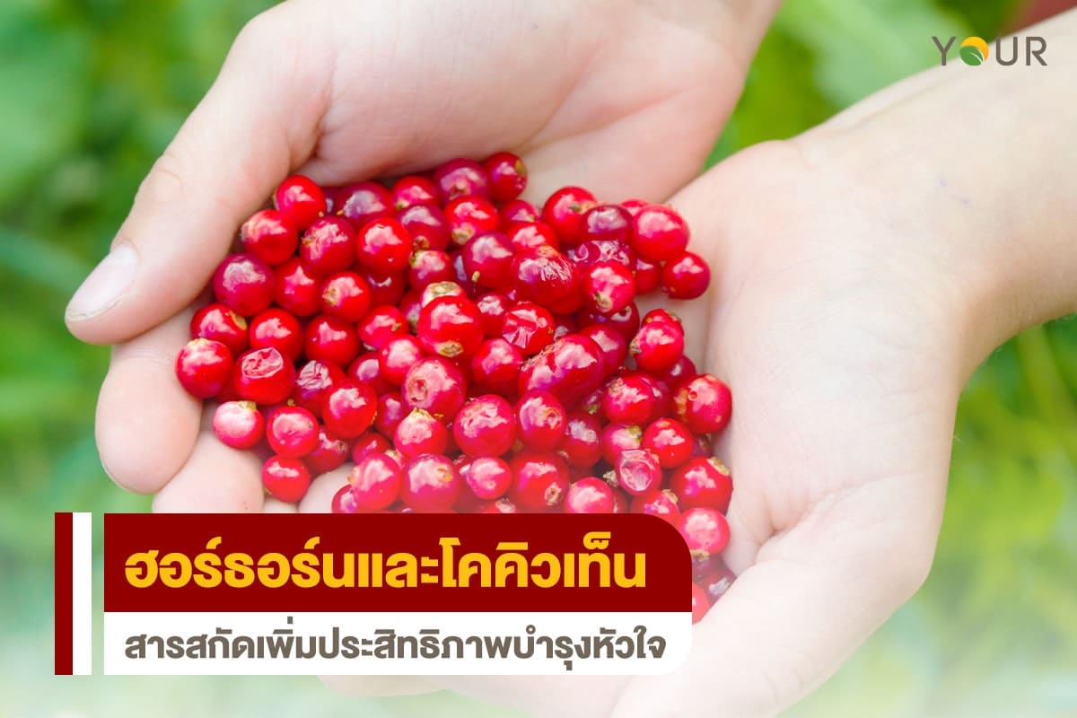 ฮอร์ธอร์น